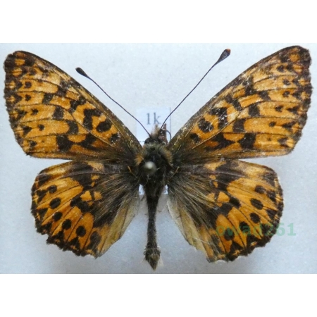 Boloria titania (Esper, 1781) Dostojka titana Italy1k